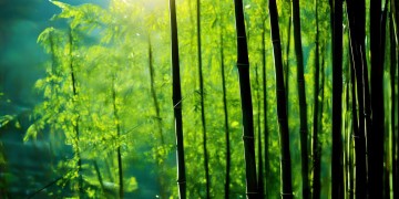 柳州安泰物业是国企吗？