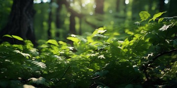 林生斌找的是哪家物业进行赔偿？